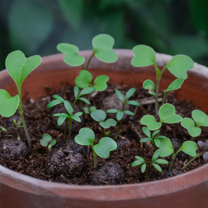 Matchbox Bat Friendly Plants Seed Bombs | Cracker Filler | Mini Gift