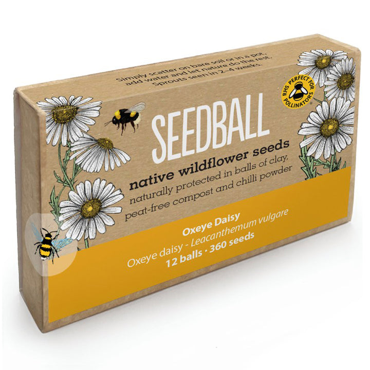 Oxeye Daisy | 12 Native Wildflower Seedballs | Mini Gift | Cracker Filler