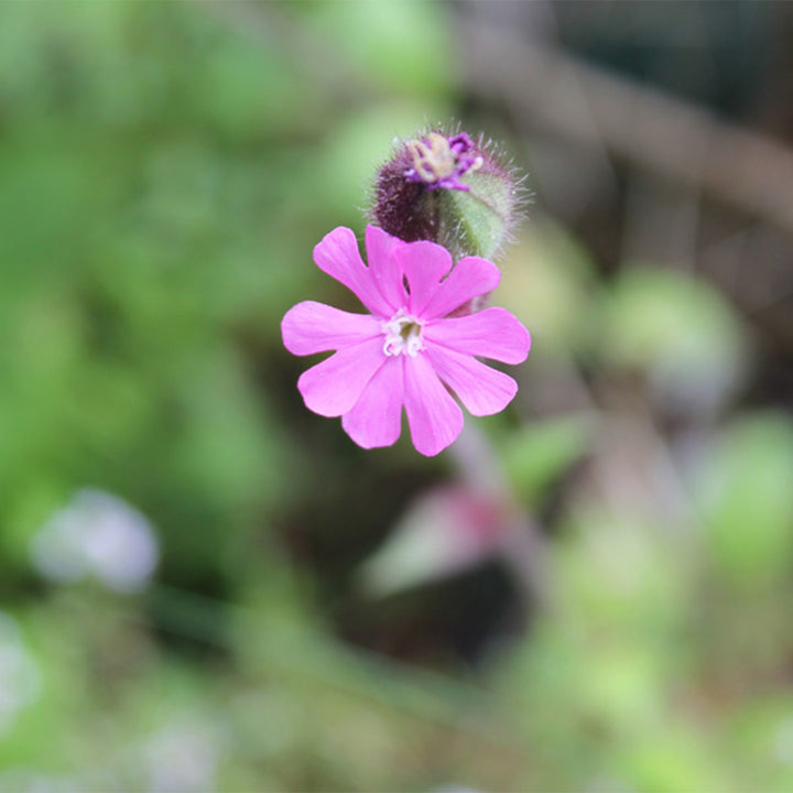 Red Campion | Luxury Tube of Seedballs | Cracker Filler | Mini Gift