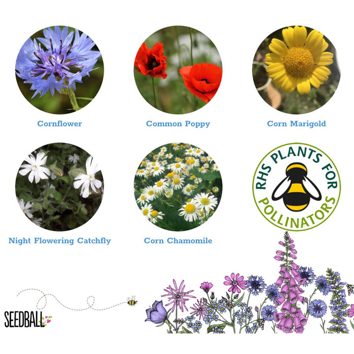 Annuals Mix | 12 Native Wildflower Seedballs | Mini Gift | Cracker Filler