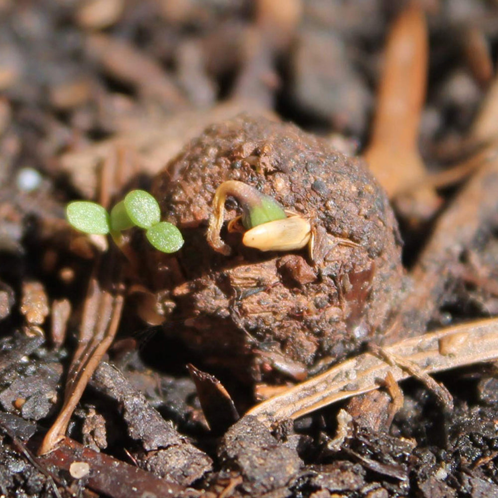 Garden Meadow | 12 Native Wildflower Seedballs | Mini Gift | Cracker Filler